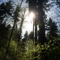 Wald mit Sonne
